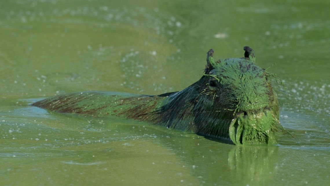 A Capybara (Hydrochoerus hydrochaeris) is covered in bright green slime due to cyanobacteria in the waters of the Salto Grande lake, an artificial body of water made by the hydroelectric dam on the Uruguay River, near Concordia, Entre Ríos, Argentina on February 13, 2025. 