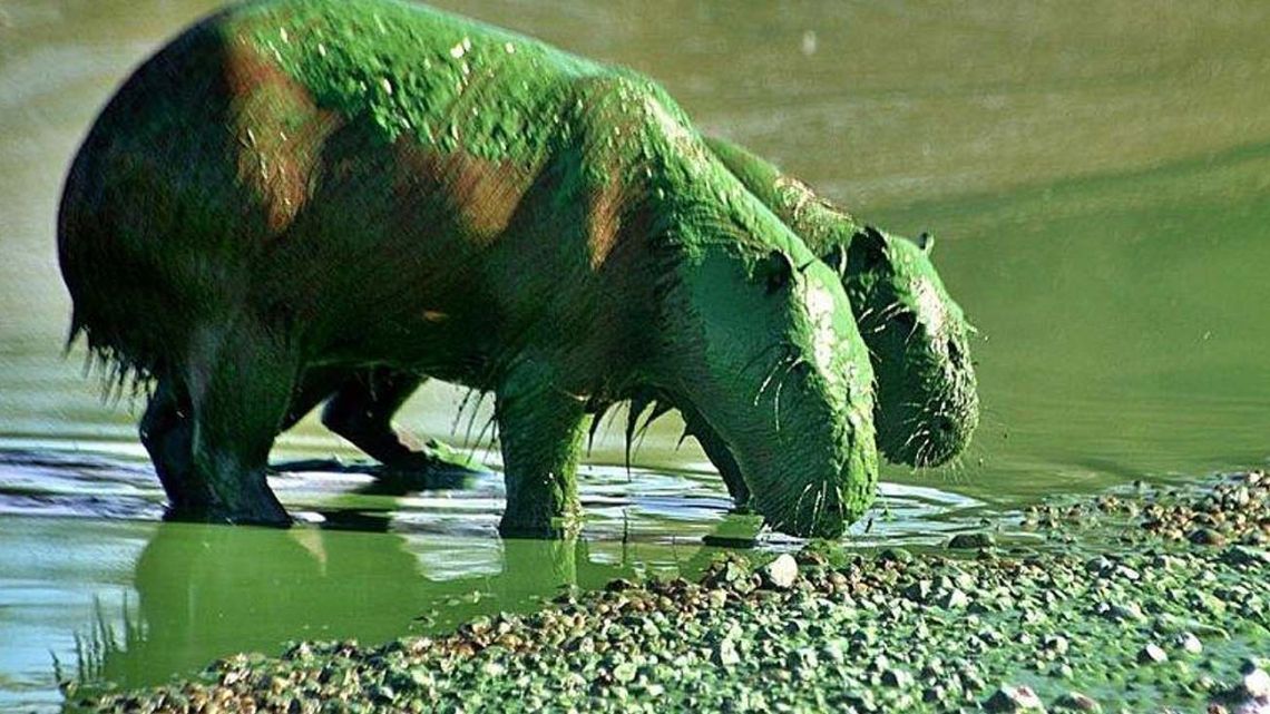 There's something strange in the water... capybaras go green!