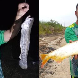Las carnadas que tuvieron mayores respuestas en esta ocasión para los más grandes fueron las postas de sábalos, anguila y ranas, extrayendo toda la variedad de especies de río, como dorados, tarariras, manduvas, rayas, patíes, bagres blancos y amarillos.