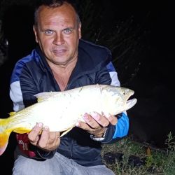 Las carnadas que tuvieron mayores respuestas en esta ocasión para los más grandes fueron las postas de sábalos, anguila y ranas, extrayendo toda la variedad de especies de río, como dorados, tarariras, manduvas, rayas, patíes, bagres blancos y amarillos.