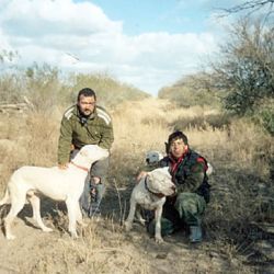 La caza de jabalíes con perros sigue vedada.