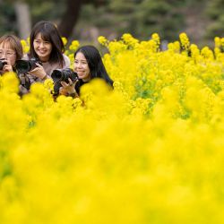 La gente posa para fotografías con sus cámaras en un campo de flores de colza en un parque de Tokio. | Foto:Yuichi Yamazaki / AFP