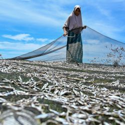 Mujeres secan pescado en una playa de Sampoiniet, en la costa oeste de la provincia de Aceh, Indonesia. | Foto:CHAIDEER MAHYUDDIN / AFP