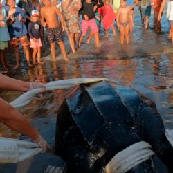 En todos los casos se trató de animales que, al momento del hallazgo, se encontraban sin vida. E