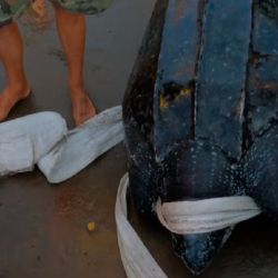 El animal encontrado en Costa Azul mostraba marcas de interacción con redes de pesca en su cuerpo.