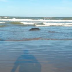 Los varamientos fueron denunciados a la Fundación Mundo Marino por turistas y guardavidas. 