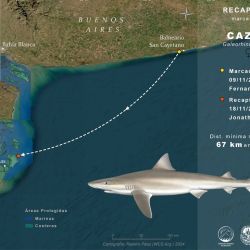 Se reafirma la importancia de la Reserva de Bahía San Blas como sitio de agregación para el cazón y de cómo el ciclo de estos hermosos tiburones es tan preciso año tras año. 