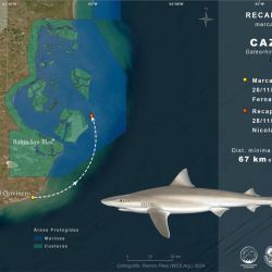 Se reafirma la importancia de la Reserva de Bahía San Blas como sitio de agregación para el cazón y de cómo el ciclo de estos hermosos tiburones es tan preciso año tras año. 