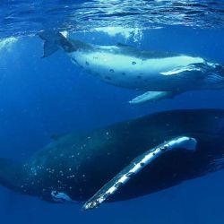 Las ballenas siguen siendo víctimas de múltiples factores que ponen en peligro su supervivencia.