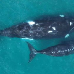 A pesar de la moratoria impuesta por la Comisión Ballenera Internacional, varios países aún realizan caza comercial de ballenas