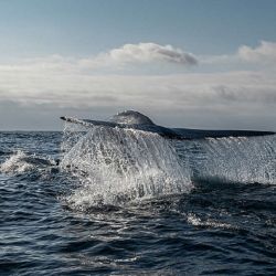 La salud de las ballenas es un reflejo de ecosistemas saludables, por lo que es fundamental asegurar su protección y bienestar.
