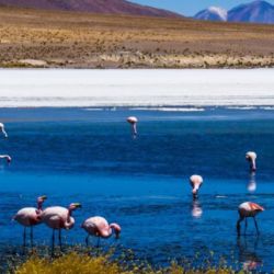 La minería tiene en jaque a los humedales andinos.