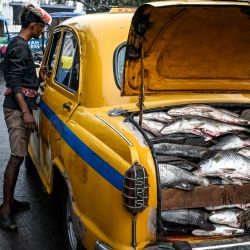 Esta fotografía muestra a un trabajador mirando el interior de un taxi amarillo Hindustan Ambassador, que transporta pescado en un mercado mayorista de Calcuta, india. | Foto:DIBYANGSHU SARKAR / AFP