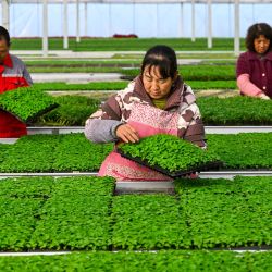  Imagen de trabajadoras cuidando de las plántulas en una base de reproducción de plántulas, en el distrito de Zhenhai de la ciudad de Ningbo, en la provincia de Zhejiang, en el este de China. Las actividades agrícolas están en pleno apogeo en toda China a principios de la primavera. | Foto:Xinhua/Hu Xuejun