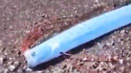 Un pez remo apareció en una playa de México.