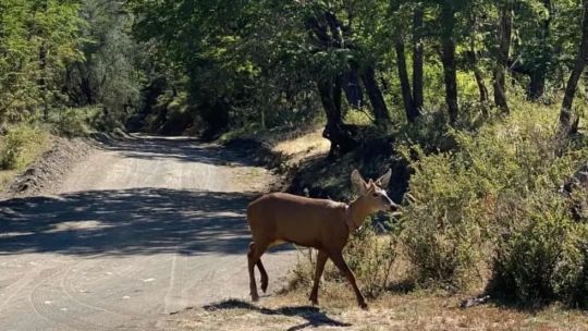 Apareció un huemul en el Parque Nacional Lanín por primera vez en casi 30 años