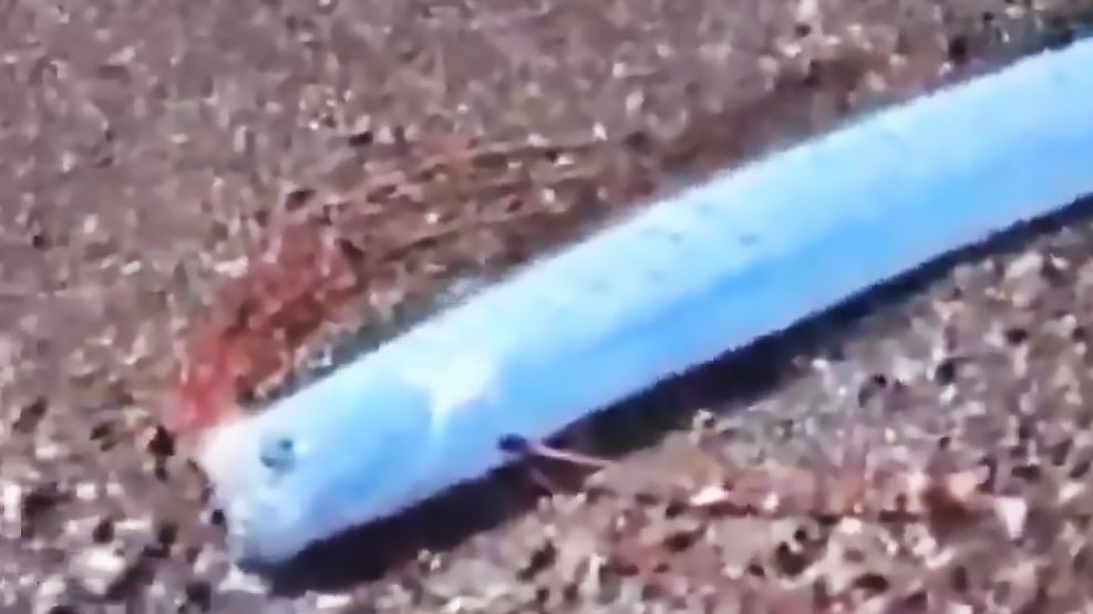 Un pez remo apareció en una playa de México.