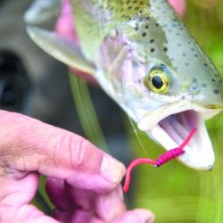 Dos ríos y una laguna de Chubut con una pesca más que interesante: El Pedregoso y el Carrileufú, en Cholila, y la Willimanco en Esquel. 
