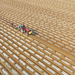 Vista aérea tomada con un dron de agricultores operando máquinas agrícolas en una base de plantación de verduras, en el distrito de Tancheng de la ciudad de Linyi, en la provincia de Shandong, en el este de China. | Foto:Xinhua/Zhang Chunlei