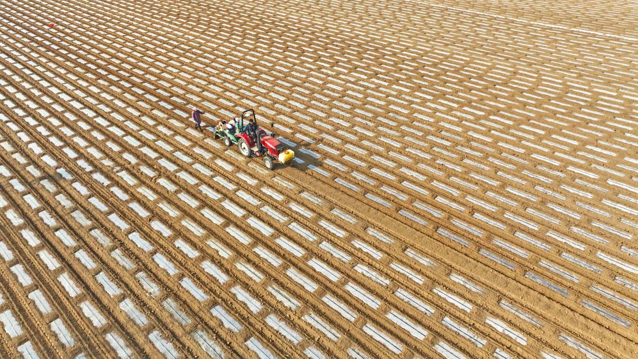 Vista aérea tomada con un dron de agricultores operando máquinas agrícolas en una base de plantación de verduras, en el distrito de Tancheng de la ciudad de Linyi, en la provincia de Shandong, en el este de China. | Foto:Xinhua/Zhang Chunlei