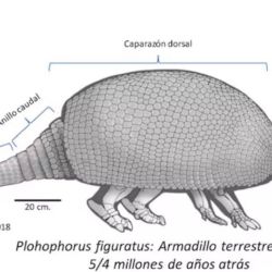 Representación del milenario gliptodonte.