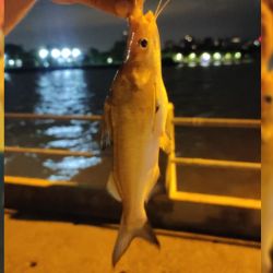 Solo la lombriz resultó efectiva como carnada; filet, salame y pasta no produjeron capturas. 