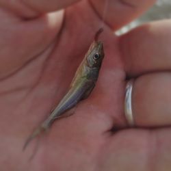 En el club Municipalizado de La Plata, escenario para esta reunión piscatoria que juntó a tradicionales exponentes de Fepylba con calificados pescadores de la Metropolitana.