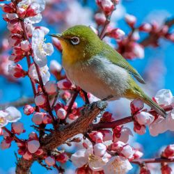 Un pájaro de ojos blancos se posa en un ciruelo en flor en el santuario Yushima Tenmangu de Tokio. Foto de Kazuhiro NOGI / AFP | Foto:AFP