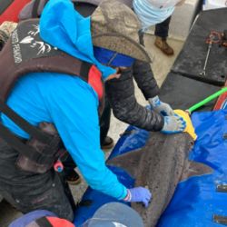 El tiburón gatopardo se encuentra en estado crítico de extinción.òn gagibu