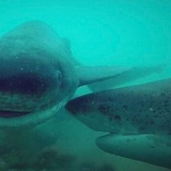  Todos los tiburones gatopardos estudiados fueron devueltos al agua.