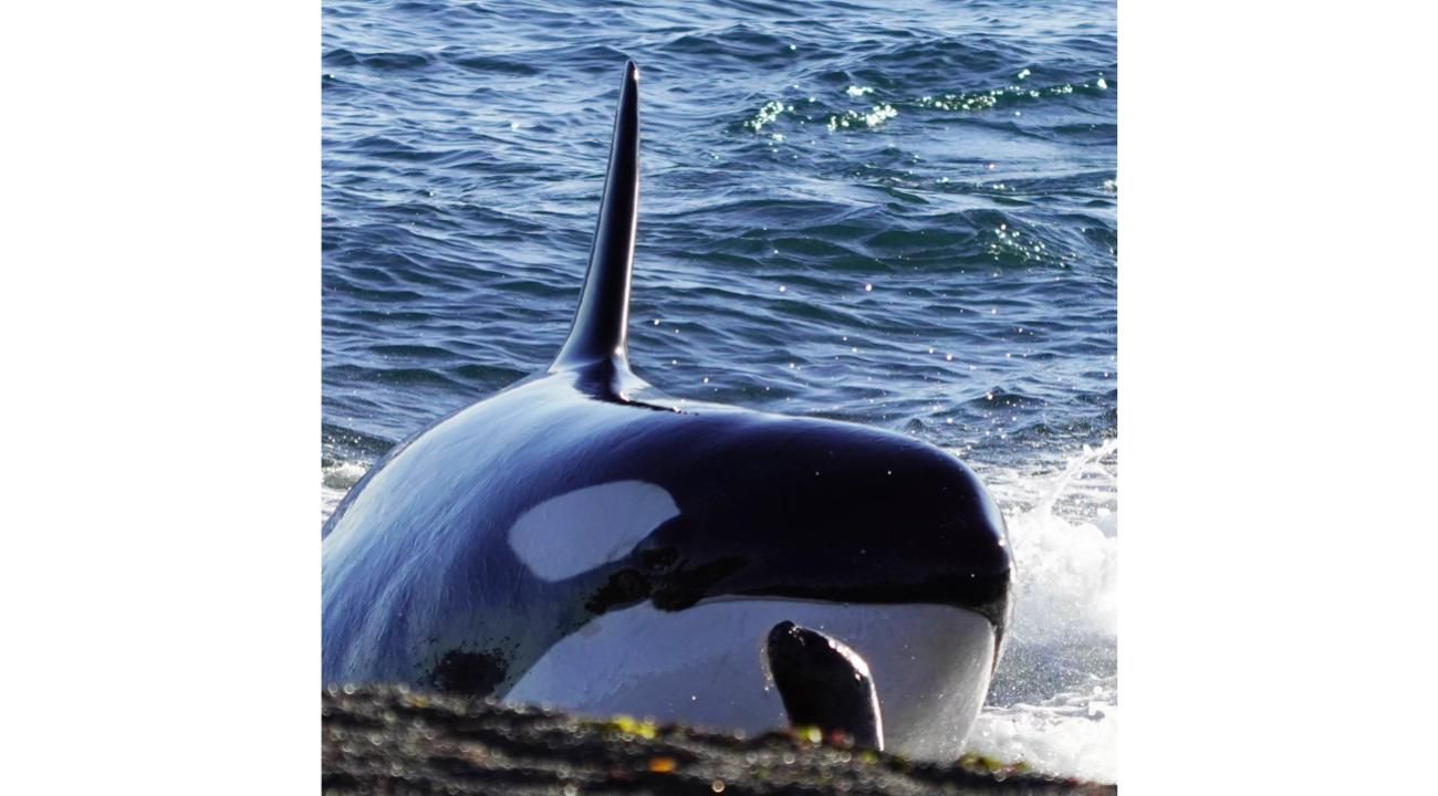 La Audacia de las Orcas en Península Valdés