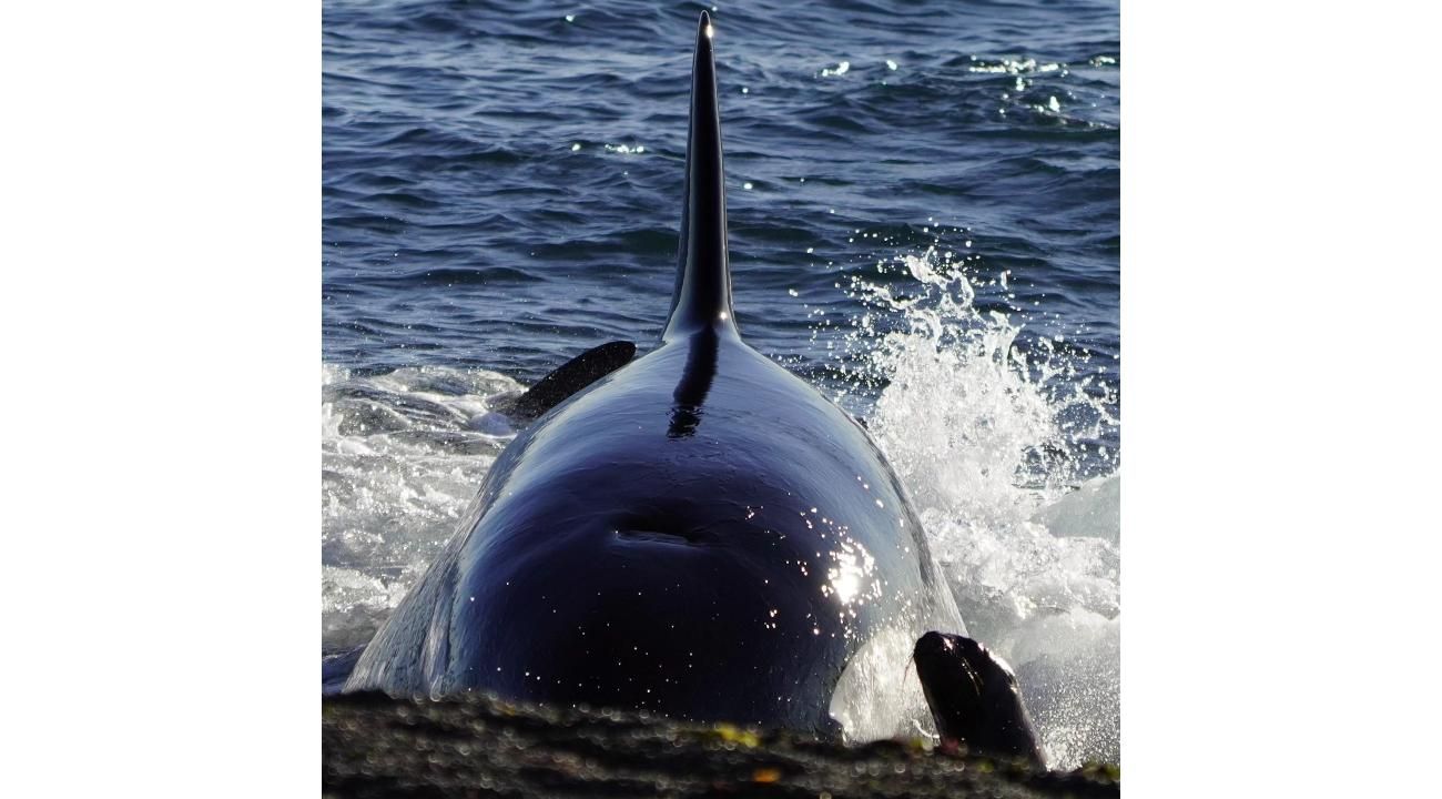 La Audacia de las Orcas en Península Valdés