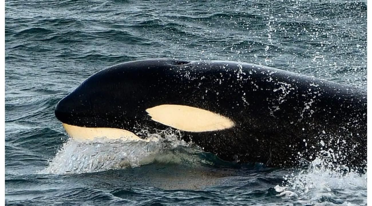 La Audacia de las Orcas en Península Valdés