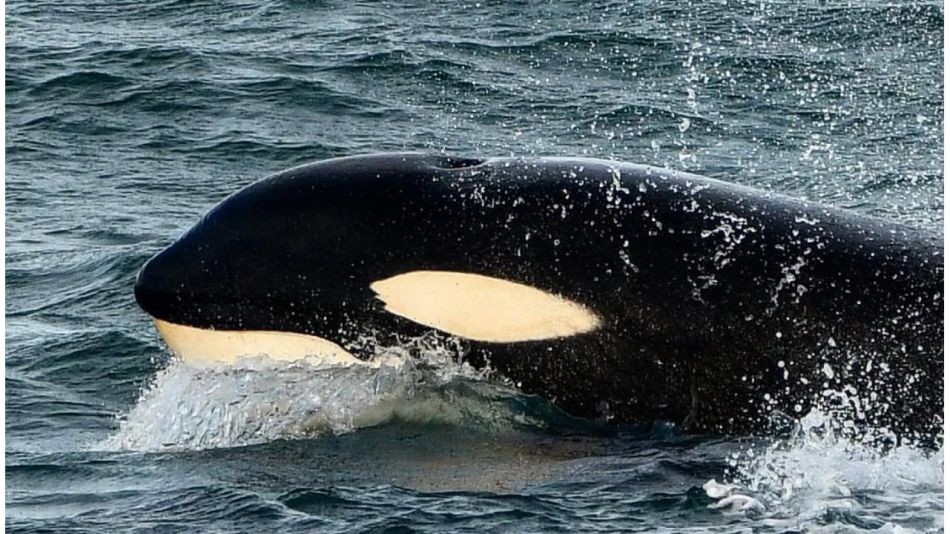 La Audacia de las Orcas en Península Valdés