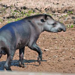Seis días de intensa travesía, campamento a orillas del río, caminatas, gastronomía autóctona y la cercanía con una fauna increíble en El Impenetrable.