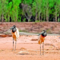 Seis días de intensa travesía, campamento a orillas del río, caminatas, gastronomía autóctona y la cercanía con una fauna increíble en El Impenetrable.