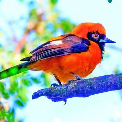 Seis días de intensa travesía, campamento a orillas del río, caminatas, gastronomía autóctona y la cercanía con una fauna increíble en El Impenetrable.