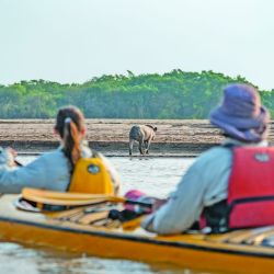Seis días de intensa travesía, campamento a orillas del río, caminatas, gastronomía autóctona y la cercanía con una fauna increíble en El Impenetrable.