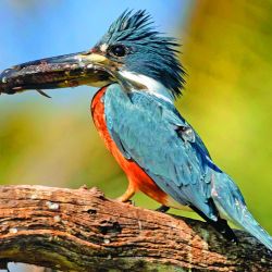 Seis días de intensa travesía, campamento a orillas del río, caminatas, gastronomía autóctona y la cercanía con una fauna increíble en El Impenetrable.