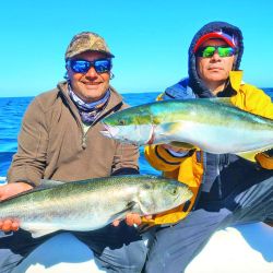 El pez limón es una especie muy buscada en verano.
