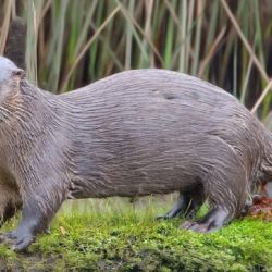 Es la especie de nutria con menor área de distribución del mundo.