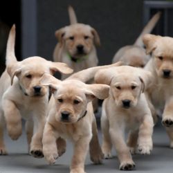 La hipótesis de la autodomesticación de los perros ha sido objeto de debate entre los científicos durante mucho tiempo