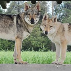 Los lobos y los perros guardan un sinfín de parecidos físicos.