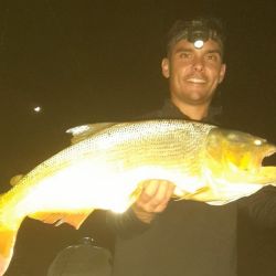 La abundancia de palometas de día hace que los mejores resultados se den en la pesca nocturna.