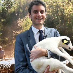 El Diputado Gabriel Attal, durante su visita al 61º Salón Internacional de Agricultura de París. Foto de Bertrand GUAY / AFP | Foto:AFP