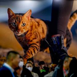 La gente visita la Exposición Internacional de Suministros para Mascotas de Beijing. Foto de WANG Zhao / AFP | Foto:AFP