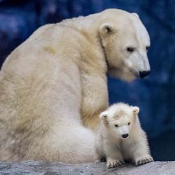La osa polar Aurora se sienta junto a su cría Nur en el Acuario de Sao Paulo en Sao Paulo, Brasil. Foto de Nelson ALMEIDA / AFP | Foto:AFP