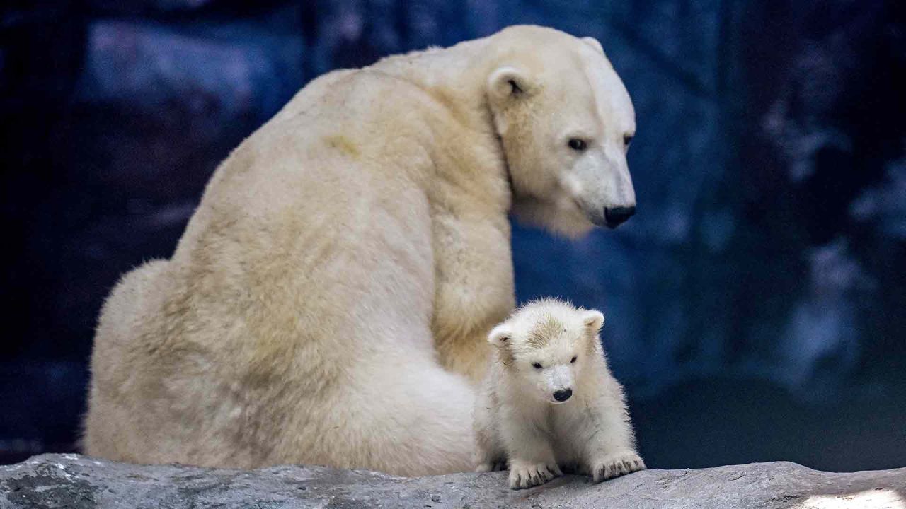 La osa polar Aurora se sienta junto a su cría Nur en el Acuario de Sao Paulo en Sao Paulo, Brasil. Foto de Nelson ALMEIDA / AFP | Foto:AFP