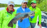 Tarariras azuladas en Uruguay: tornasoles del oriente