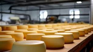 Importante empresa remata más de 430 mil kilos de quesos.   